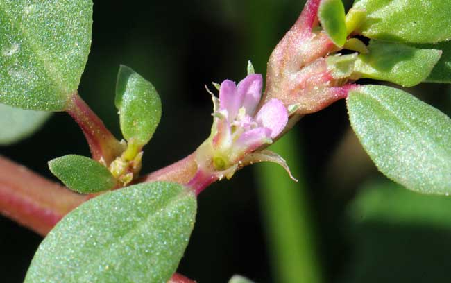 Trianthema portulacastrum, Desert Horsepurslane, Southwest Desert Flora Trianthema portulacastrum, Desert Horsepurslane, Southwest Desert Flora
